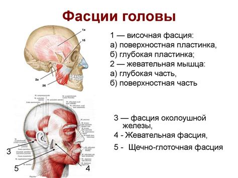 Начертание головы и туловища