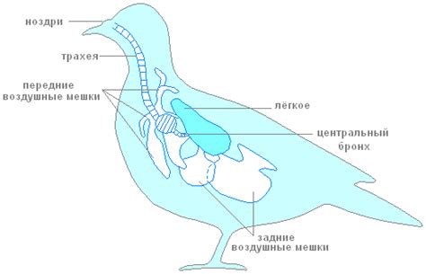 Начертание контуров тела голубя