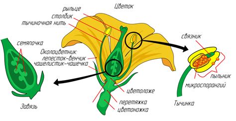 Начертание основных линий цветка