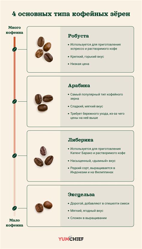 Начертание основных форм кофейного зерна