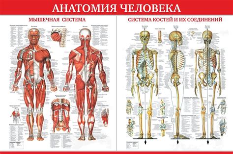 Начертание скелета и мышц