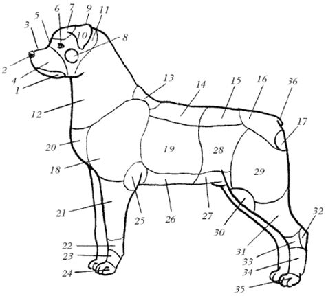 Начертание формы тела собаки