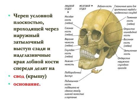 Начертание формы черепа и позвоночника