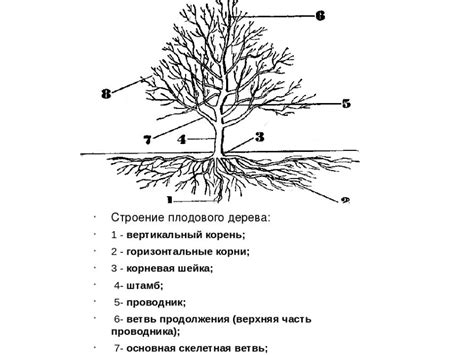 Начертите основу дерева или кустарника