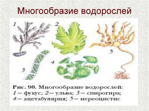 Начинайте с контуров водорослей