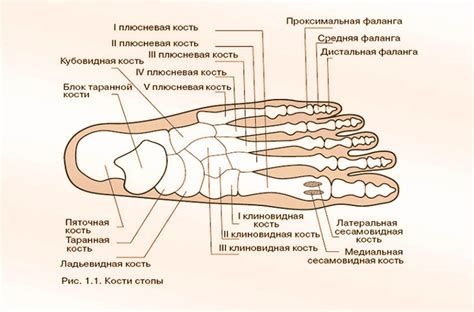 Начните с общей формы ноги и ступни