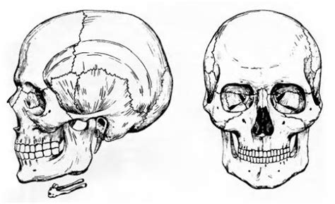 Начните с схемы черепа