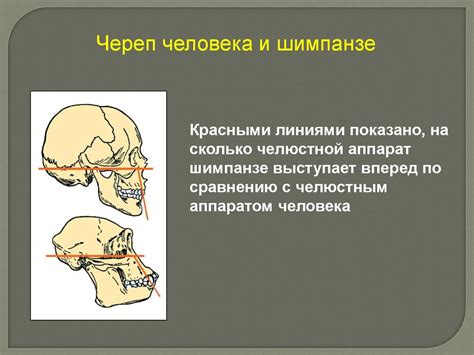 Начните с эскиза головы и туловища