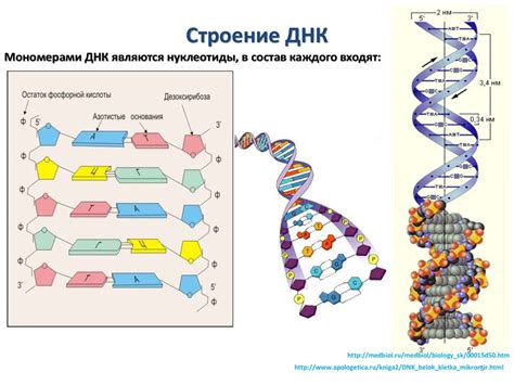 На генетическом уровне