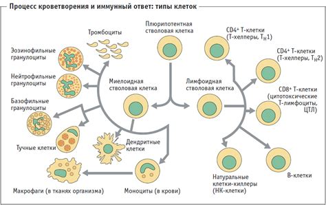 Неадекватная реакция иммунной системы