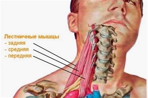 Неблагоприятное воздействие на мышцы и нервы