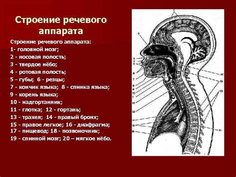 Неверное формирование речевого аппарата