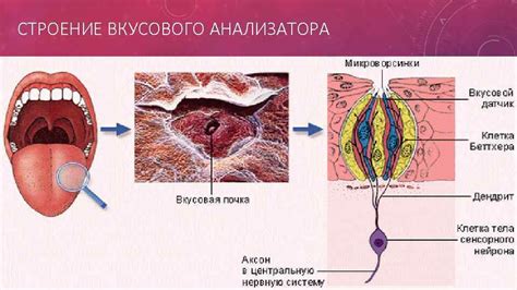 Невидимая магия: феномен утраты вкусовых ощущений