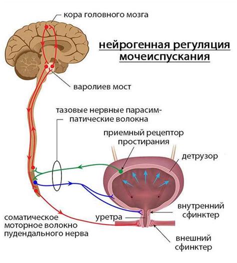 Неврологические проблемы и их связь с болезненным ощущением