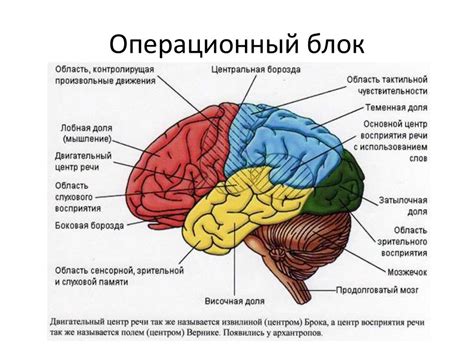 Невронная сеть: основной строительный блок мозга