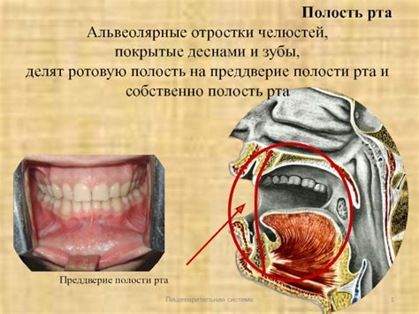 Негативное воздействие на зубы и полость рта