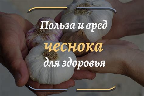 Негативные последствия регулярного потребления чеснока