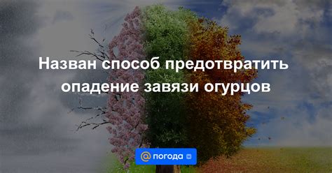 Недостаток влаги: как предотвратить опадение