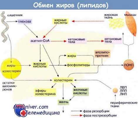 Недостаток липидов и жиров