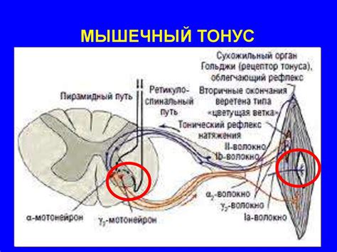 Недостаток мышечного тонуса