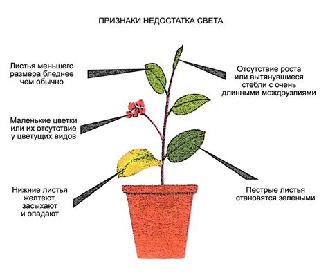 Недостаток освещения: как обеспечить растению достаточно света