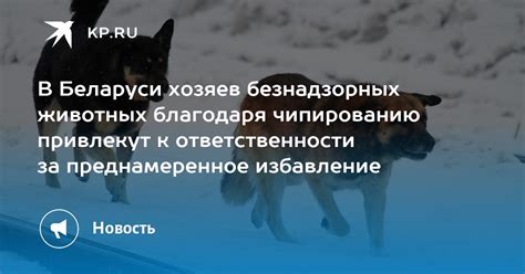 Недостаток ответственности хозяев