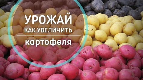 Недостаток питательных веществ: советы по улучшению питания