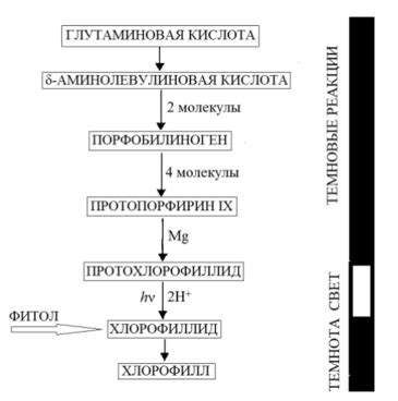 Недостаток хлорофилла в почвах: