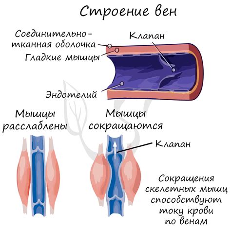 Недостача упражнений, способствующих поддержанию верного кровенаполнения в венах