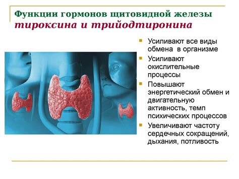 Неисправности щитовидной железы и уровень железа в организме