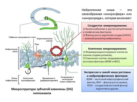 Нейрогенез: процесс восстановления нервных клеток