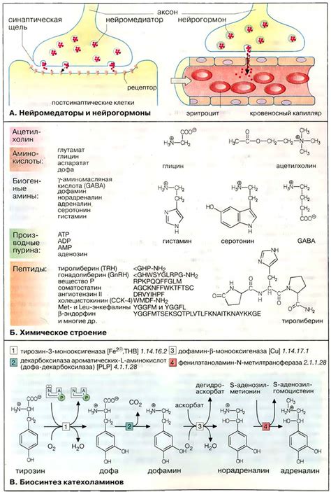 Нейрогормоны и голодание