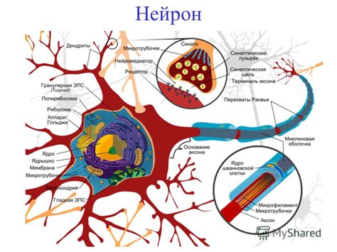 Нейрон как основной источник нервных импульсов