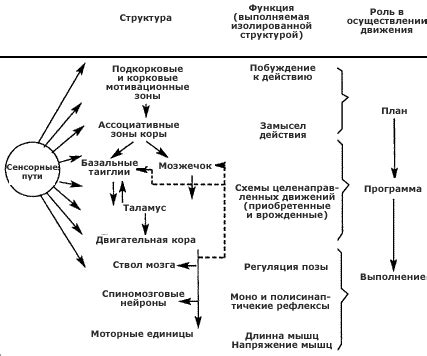 Нейрофизиологические механизмы взаимосвязи