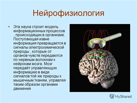 Нейрофизиологические основы восприятия движения