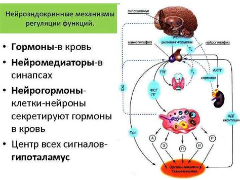 Нейроэндокринные механизмы появления родинок