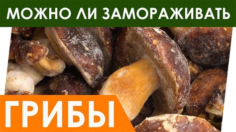 Необходимое оборудование для сохранения грибов в морозилке