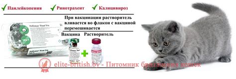 Необходимость прививок у котят: как и когда делать