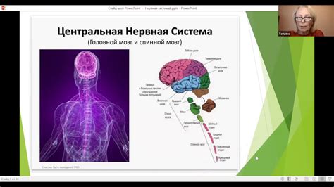 Необходимость расслабления