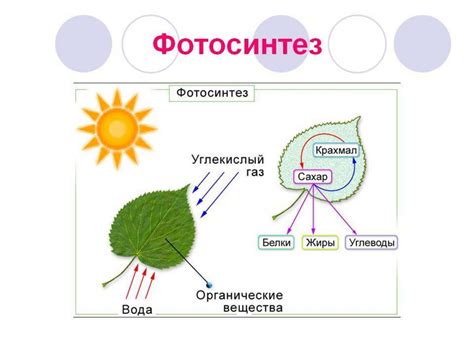 Необходимые условия для восстановления зеленого цвета туи