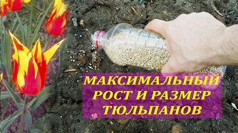 Необходимые условия для роста тюльпанов