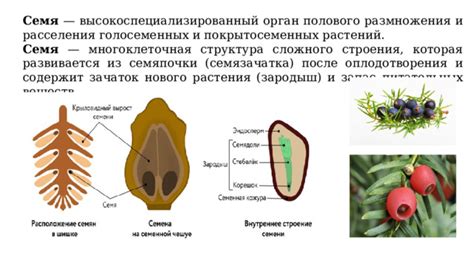 Необычная структура голосеменных