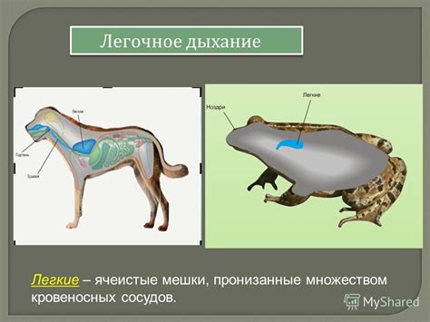 Необычное дыхание: дыхание через одну ноздрю у животных