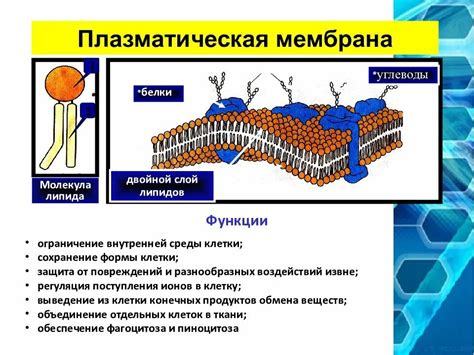 Необычные гипотезы о плазматической мембране