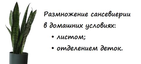 Необычные способы размножения щучьего хвоста листом