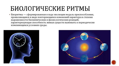 Неоднократное пробуждение нарушает биологический ритм