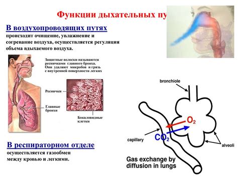 Неполноценность дыхательных путей