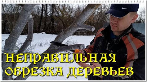 Неправильная обрезка деревьев