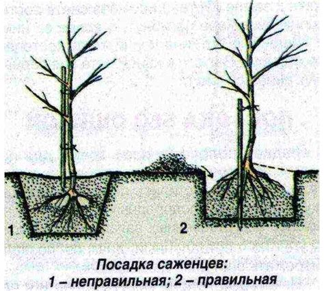 Неправильная посадка или пересадка