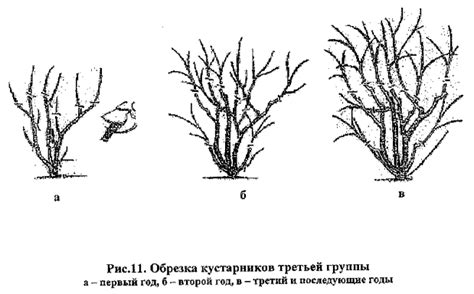 Неправильное обрезание кустарника